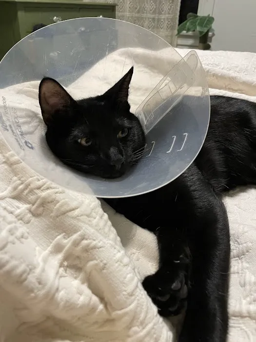 Animal Urgent Care K-Town 12