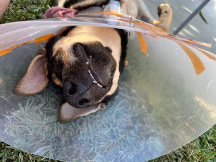 Olympic Pet Hospital 12