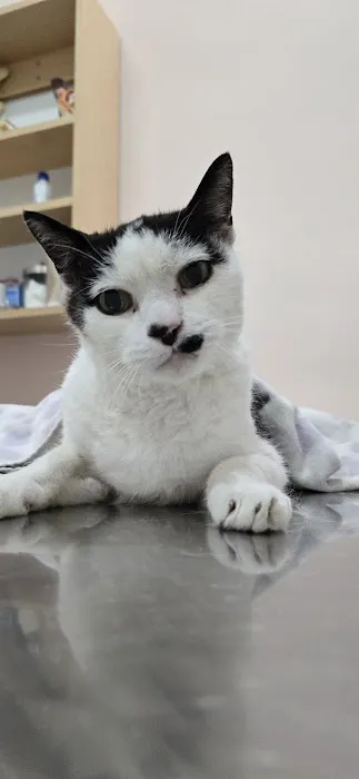 Olympic Pet Hospital 12