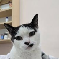 Olympic Pet Hospital ico