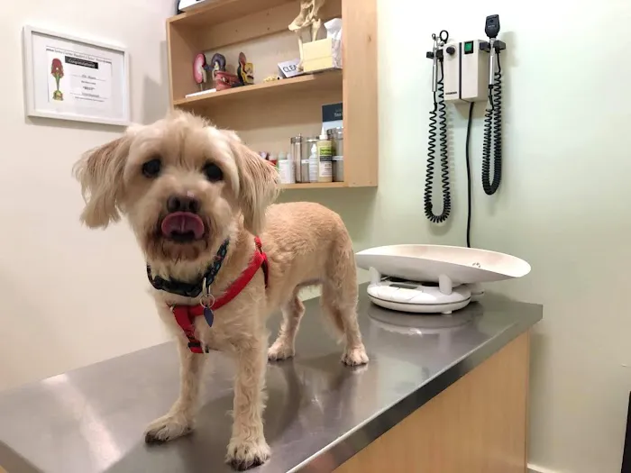 Olympic Pet Hospital 12