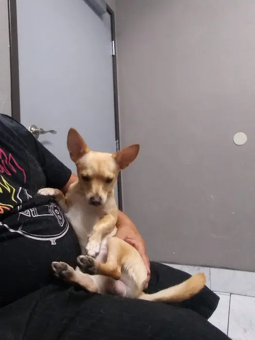 Ambassador Dog & Cat Hospital 12