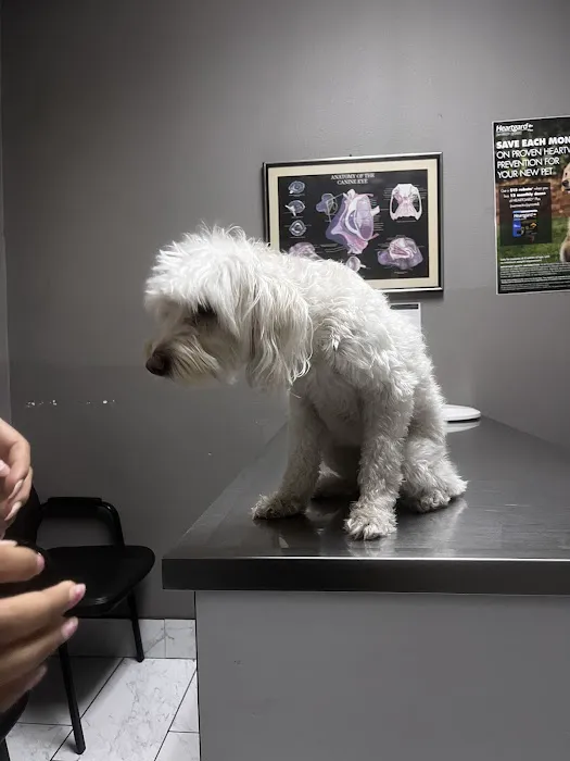 Ambassador Dog & Cat Hospital 12