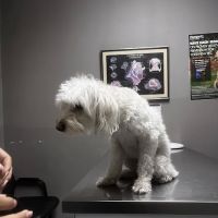 Ambassador Dog & Cat Hospital ico