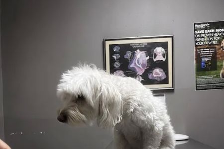 Ambassador Dog & Cat Hospital