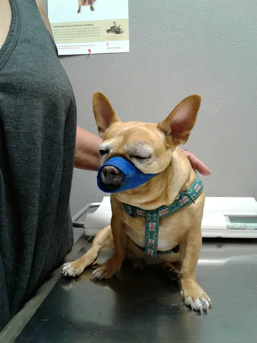Ambassador Dog & Cat Hospital 12
