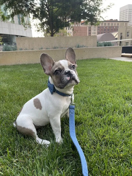 Beverly Pet Clinic 12