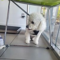 Beverly Pet Clinic ico