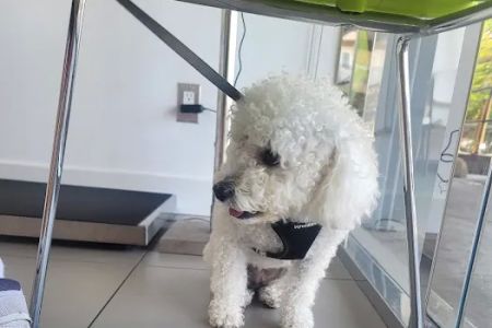 Beverly Pet Clinic