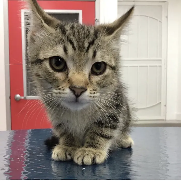 Beverly Pet Clinic 12