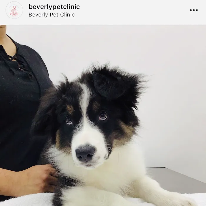 Beverly Pet Clinic 12