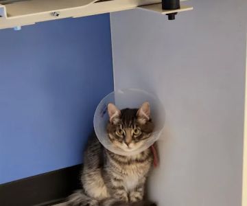 Modern Animal