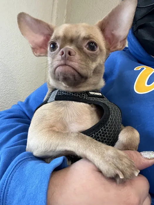El Segundo Animal Hospital 1