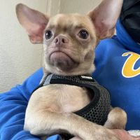 El Segundo Animal Hospital ico