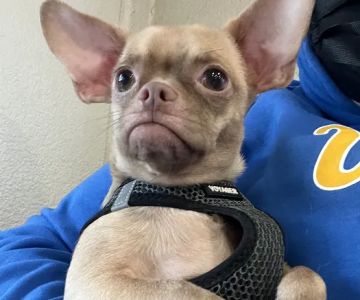 El Segundo Animal Hospital