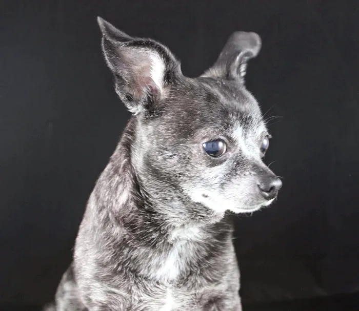 El Segundo Animal Hospital 2