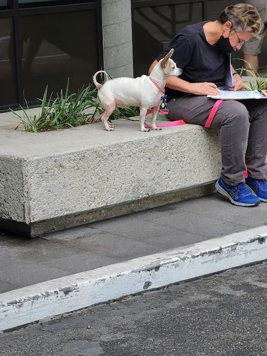 Animal Dermatology Clinic 4