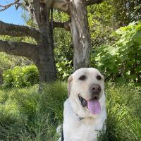 Animal Dermatology Clinic ico