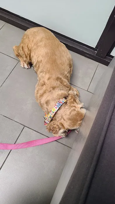 Animal Dermatology Clinic 9