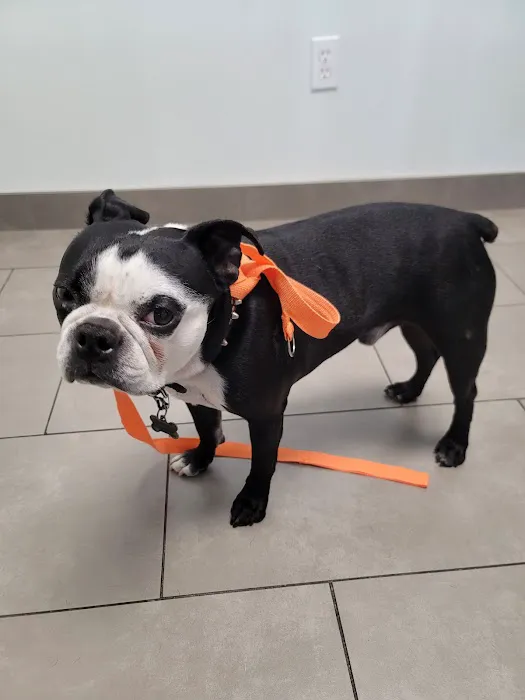 Animal Dermatology Clinic 2
