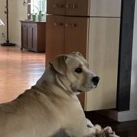 Sepulveda Animal Hospital ico