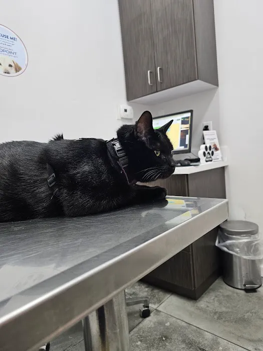 Angel City Animal Hospital 4