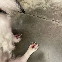 Wayfarer Veterinary Hospital ico