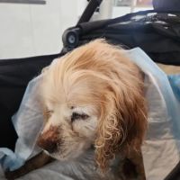 LAASER Los Angeles Animal Specialty, Emergency & Rehabilitation ico
