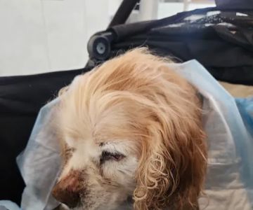 LAASER Los Angeles Animal Specialty, Emergency & Rehabilitation