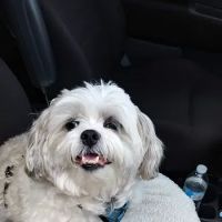 North Figueroa Animal Hospital ico