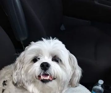 North Figueroa Animal Hospital