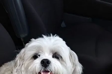 North Figueroa Animal Hospital