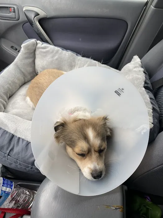 North Figueroa Animal Hospital 12