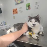 Affordable Animal Hospital Silver Lake ico