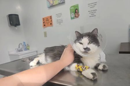 Affordable Animal Hospital Silver Lake