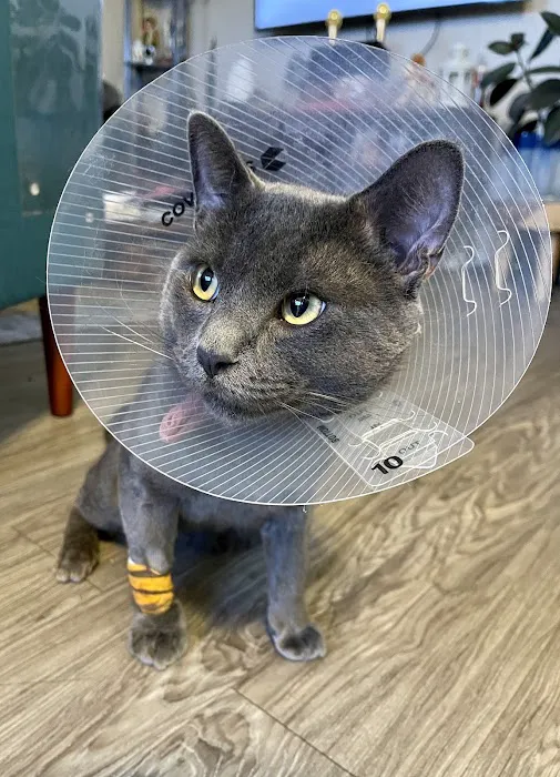 Affordable Animal Hospital: Eagle Rock 12