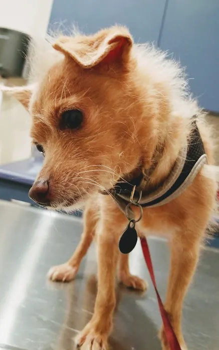 Affordable Animal Hospital: Eagle Rock 12