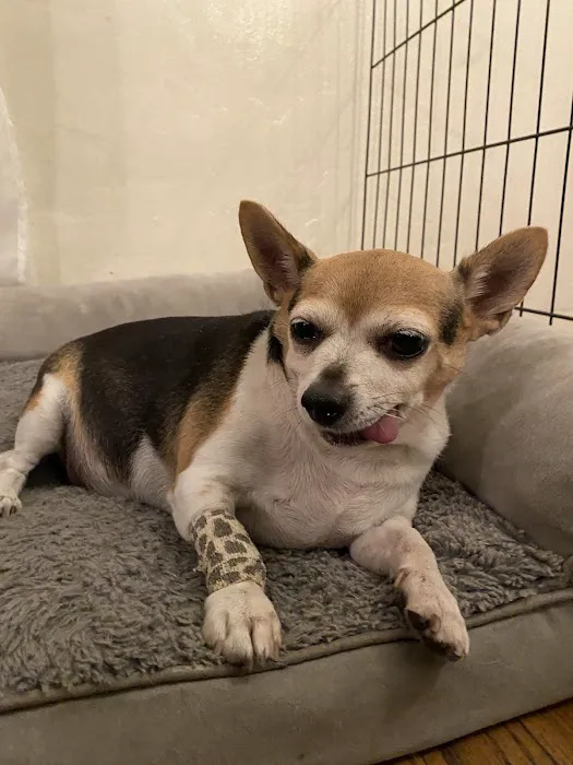 Affordable Animal Hospital: Eagle Rock 12