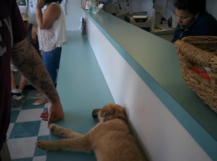 Highland Park Animal Hospital 12