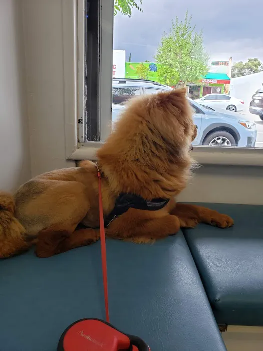 Highland Park Animal Hospital 12
