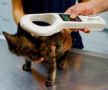 Highland Park Animal Hospital
