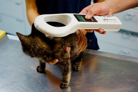 Highland Park Animal Hospital