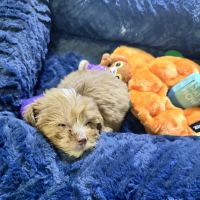 Eagle Rock Animal Emergency ico