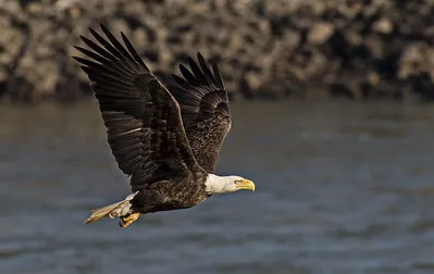 Eagle Glen Veterinary Clinic 12