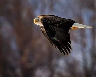 Eagle Glen Veterinary Clinic 12