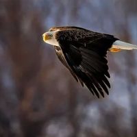 Eagle Glen Veterinary Clinic ico