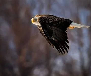 Eagle Glen Veterinary Clinic