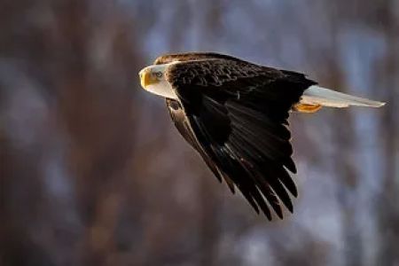 Eagle Glen Veterinary Clinic