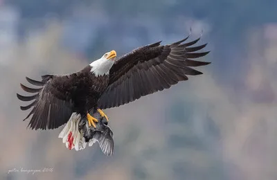 Eagle Glen Veterinary Clinic 12