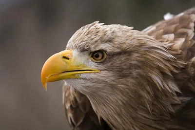 Eagle Glen Veterinary Clinic 12